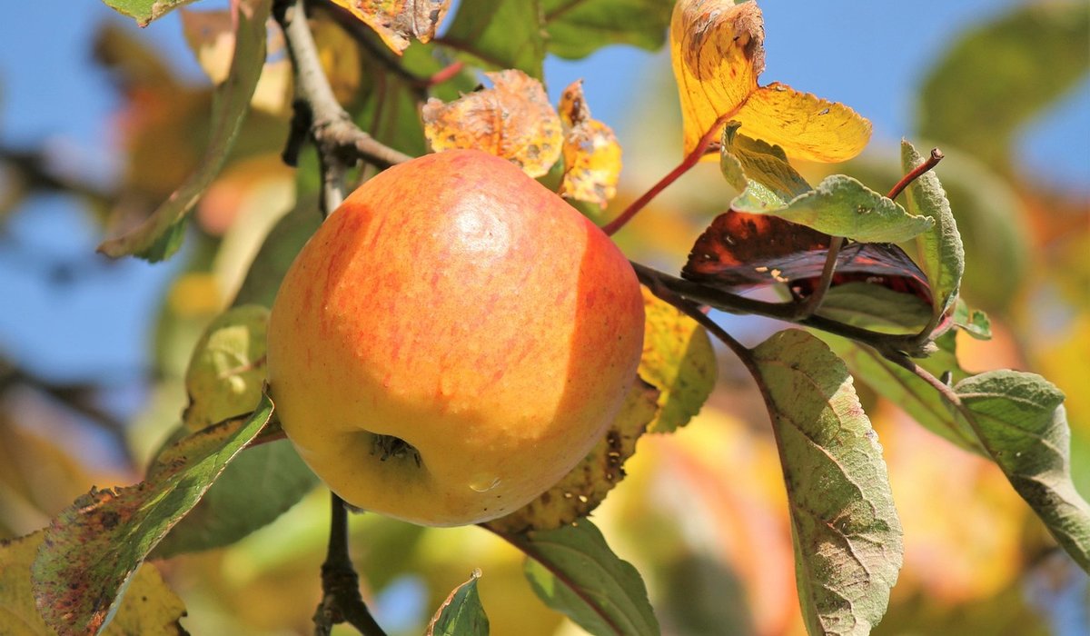 A guide to traditional russet apple varieties
