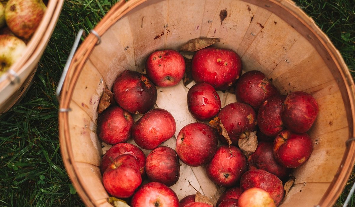 Autumn orchard diary: preparing trees for winter