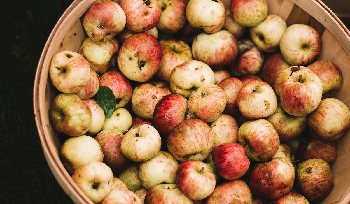 Building a traditional wooden apple press at home