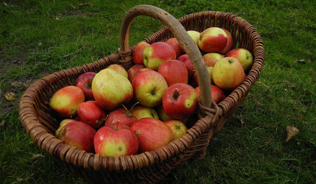 Encouraging pollinators in a community orchard
