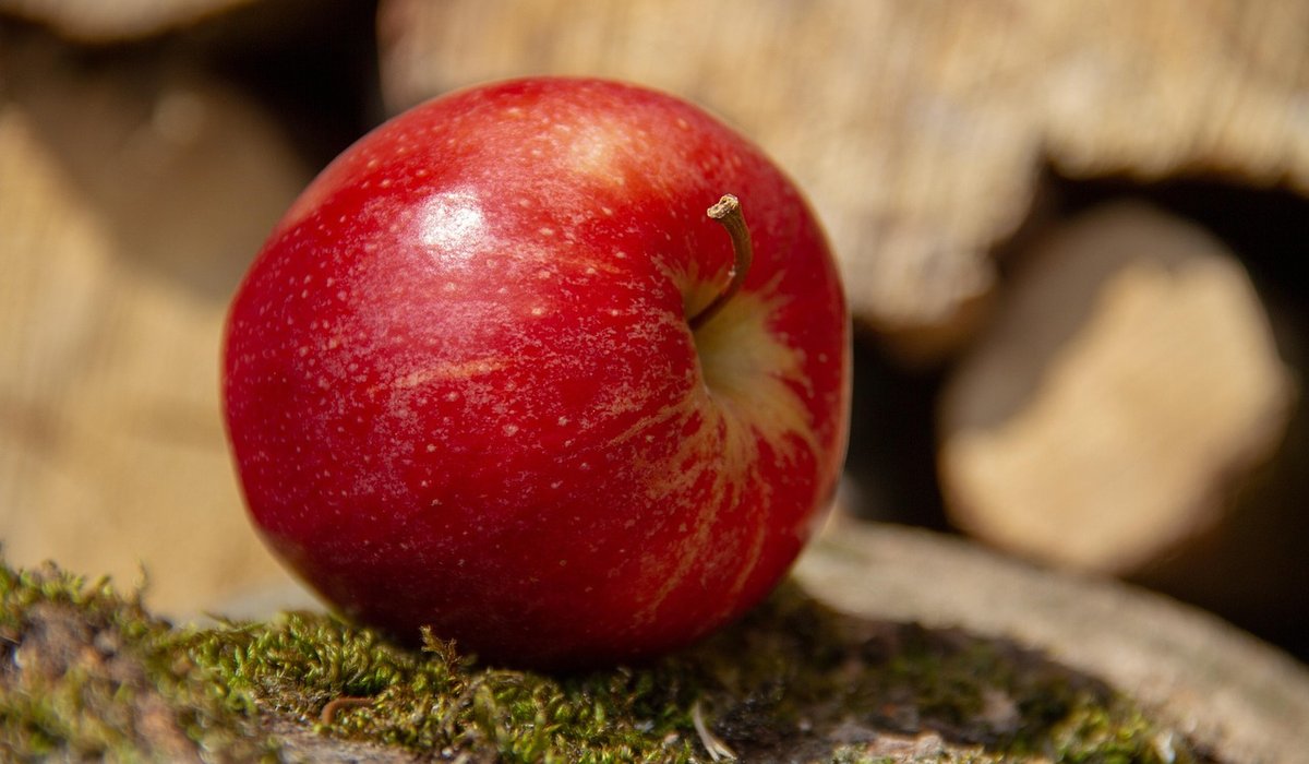 Harvesting apples at the right stage of ripeness