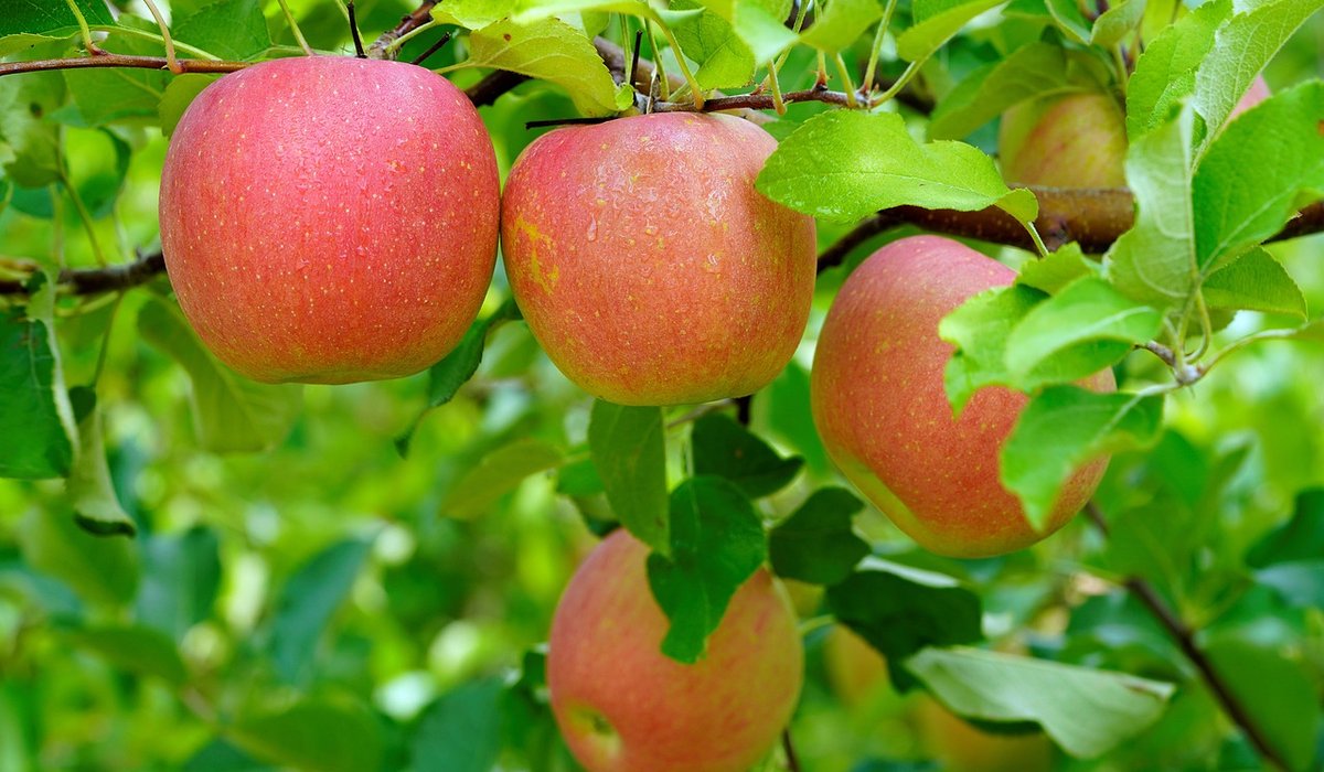 How to prune young apple trees for strong structure