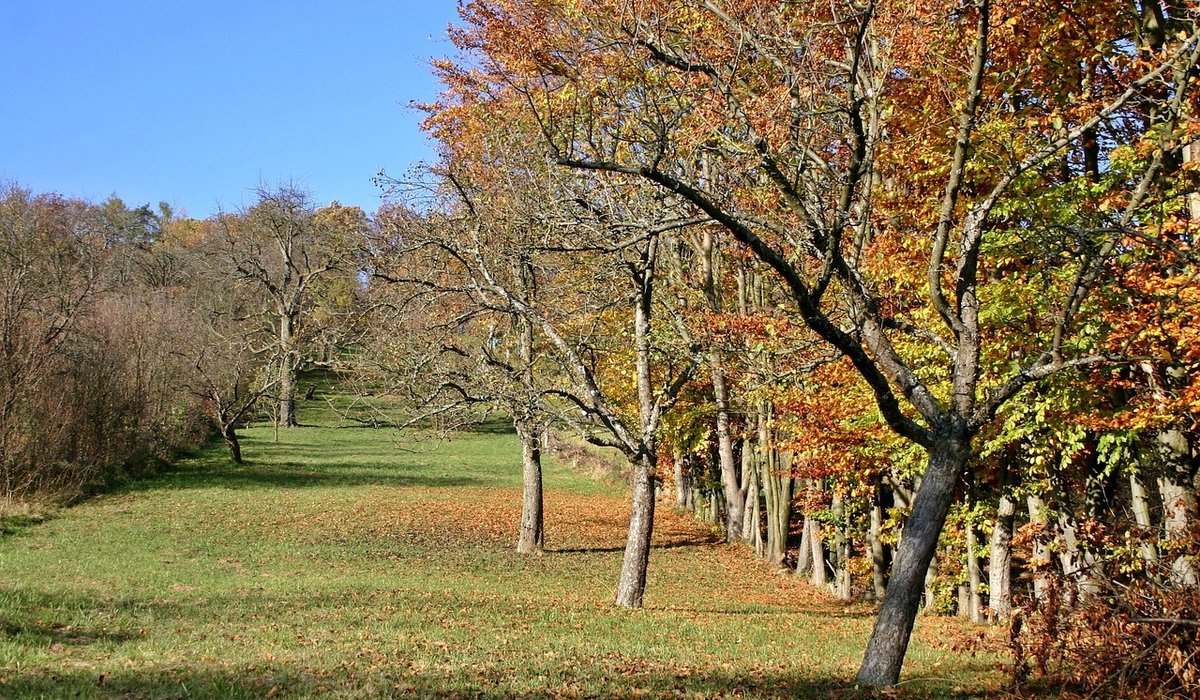 Identifying common apple tree pests in British gardens