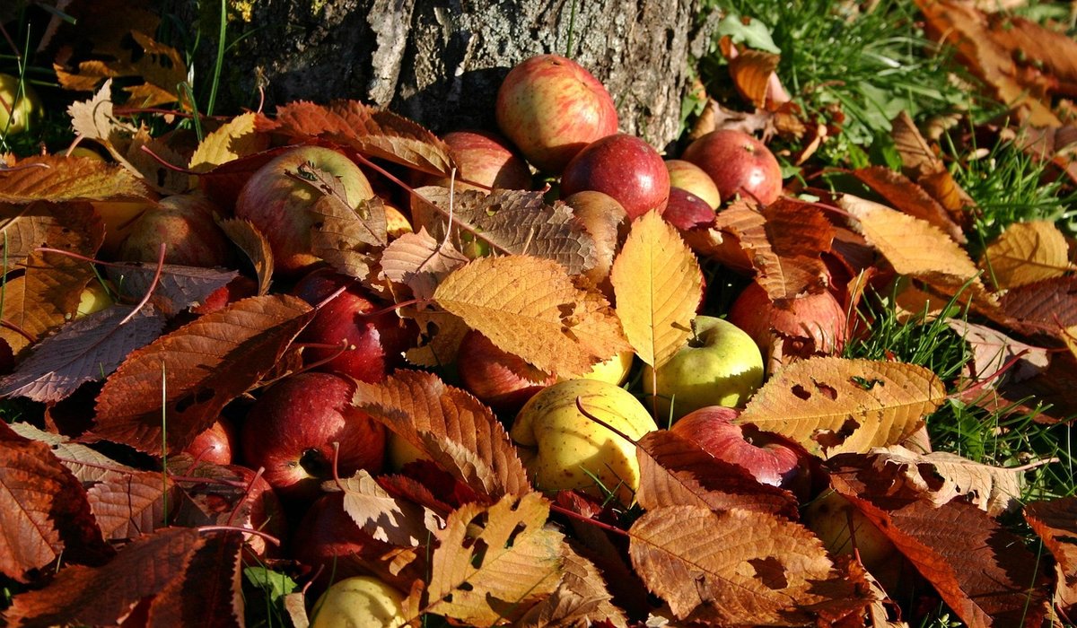 Making homemade cider with windfall apples