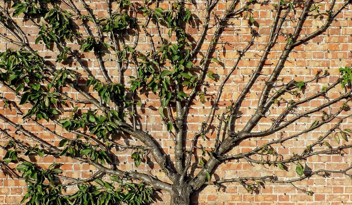 Recognising apple scab and mildew on leaves