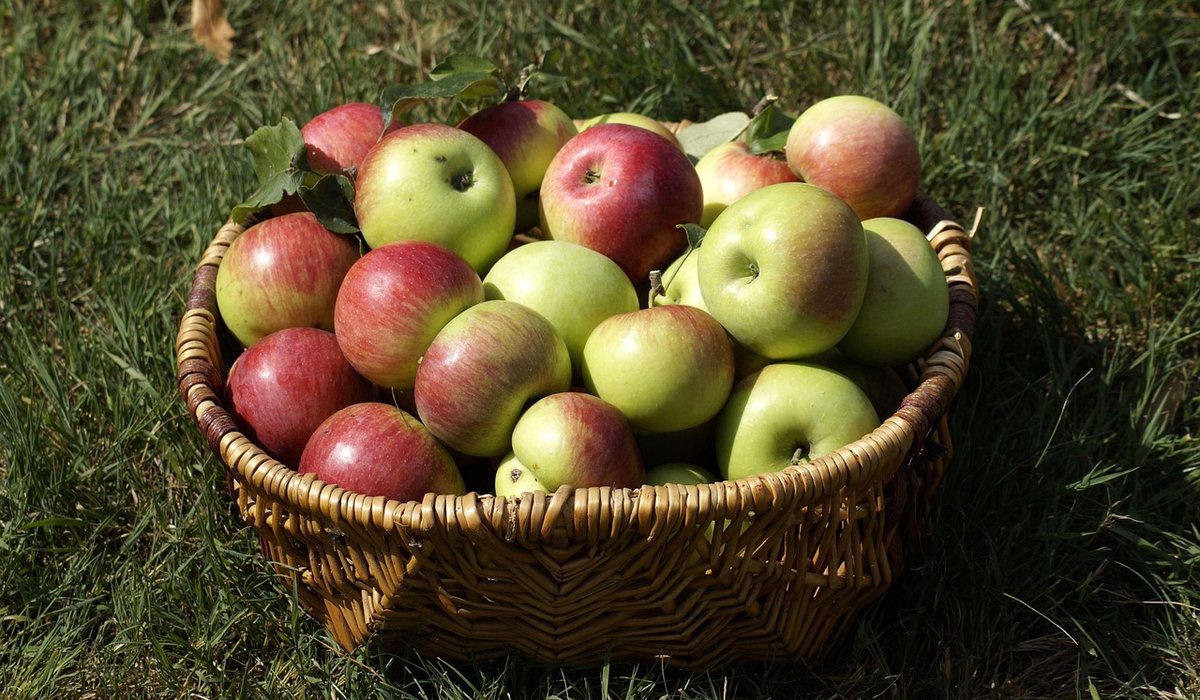 Starting a school orchard project step by step