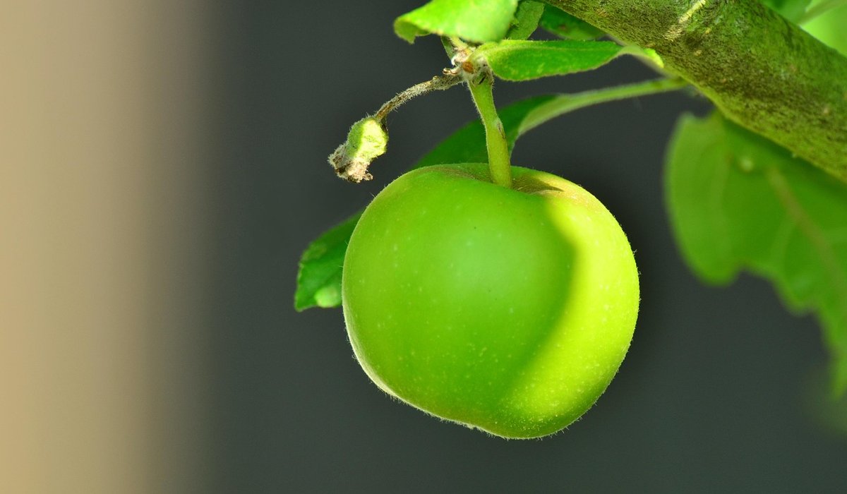 Storing apples through winter without losing flavour