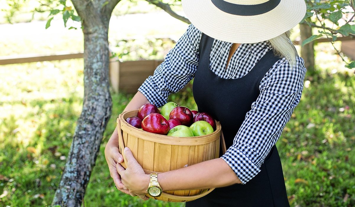 Winter pruning apple trees: a beginner's guide